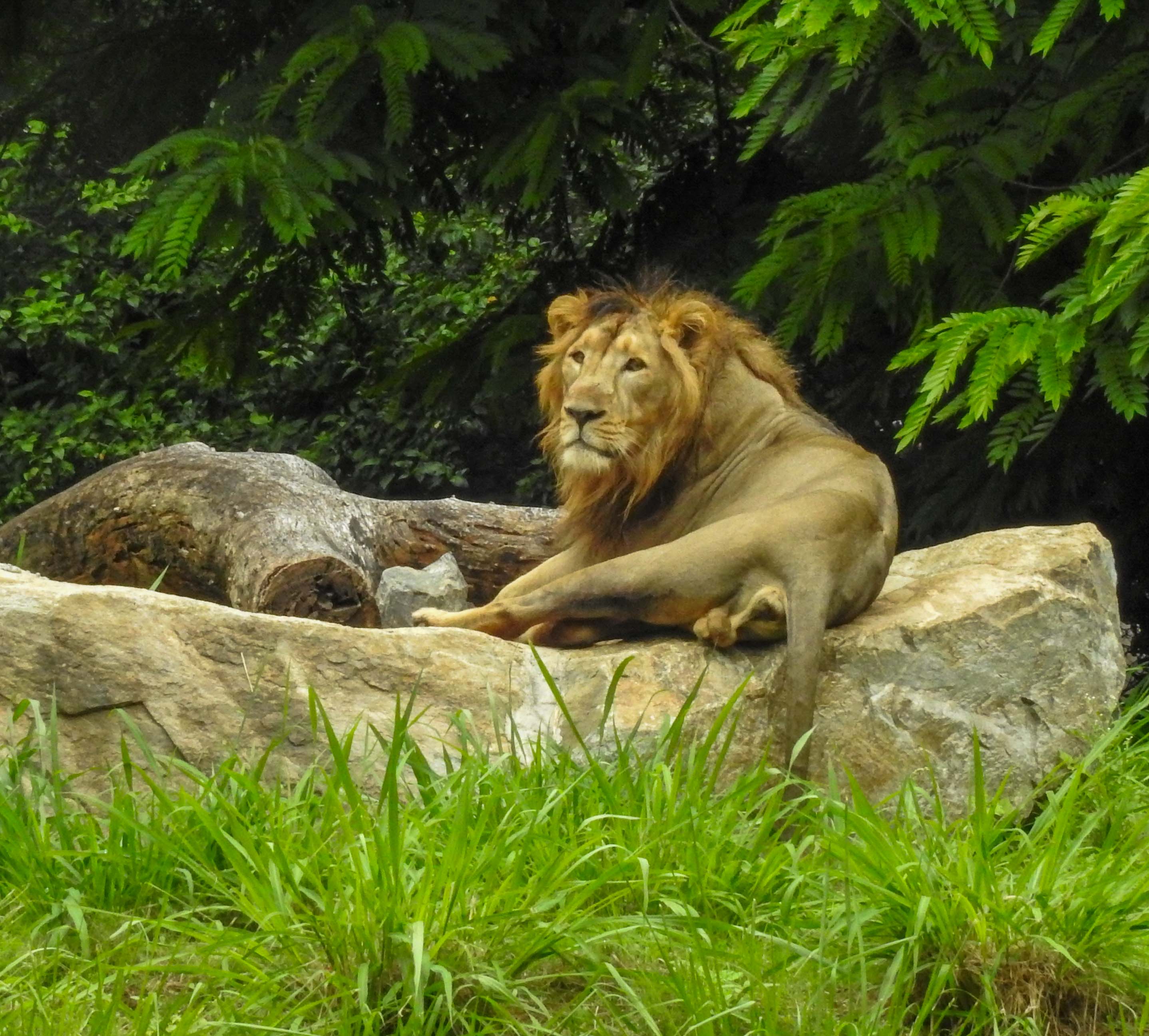 tourist places in mysore zoo